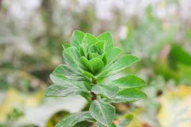Attēlu rezultāti vaicājumam “Euphorbia helioscopia leaf”