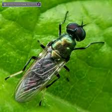 Attēlu rezultāti vaicājumam “Clitellaria ephippium”