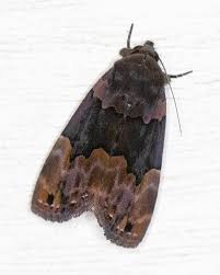 Attēlu rezultāti vaicājumam “Diderma deplanatum”