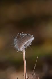 Attēlu rezultāti vaicājumam “Spinellus fusiger”