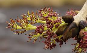 Attēlu rezultāti vaicājumam “Fraxinus excelsior bud”
