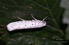 Attēlu rezultāti vaicājumam “Yponomeuta malinellus / cagnagella imago”