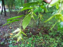 Attēlu rezultāti vaicājumam “Carpinus caroliniana male flower”