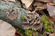 Attēlu rezultāti vaicājumam “Encoelia furfuracea”