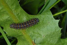 Attēlu rezultāti vaicājumam “Mellicta athalia larva”