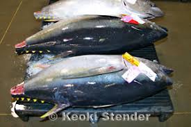 Image result for Thunnus obesus