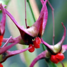 Attēlu rezultāti vaicājumam “Betula nana flower”