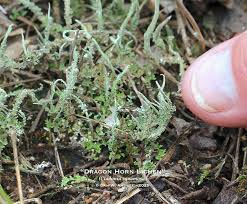 Attēlu rezultāti vaicājumam “Hypocenomyce friesii”