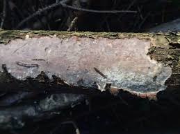 Attēlu rezultāti vaicājumam “Vuilleminia comedens”