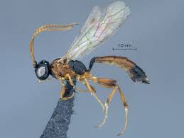 Attēlu rezultāti vaicājumam “Diachromus germanus”