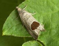 Attēlu rezultāti vaicājumam “Notocelia uddmanniana”