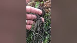 Attēlu rezultāti vaicājumam “Platyhypnidium riparioides”