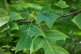 Attēlu rezultāti vaicājumam “Liriodendron tulipifera leaf”