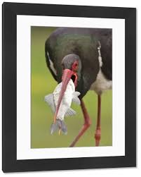 Attēlu rezultāti vaicājumam “Ciconia nigra adult”