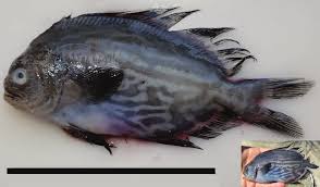 Image result for Schedophilus ovalis