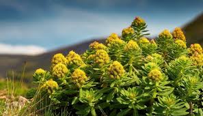 Attēlu rezultāti vaicājumam “Rhodiola rosea flower”