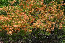 Attēlu rezultāti vaicājumam “Rhododendron calendulaceum flower”