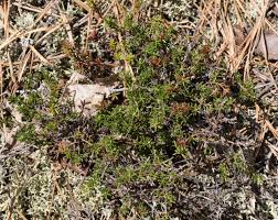 Attēlu rezultāti vaicājumam “Empetrum nigrum”