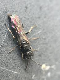 Attēlu rezultāti vaicājumam “Crabronidae”