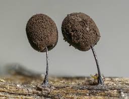 Attēlu rezultāti vaicājumam “Comatricha elegans var. microspora”