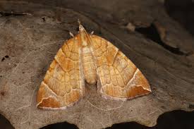 Attēlu rezultāti vaicājumam “Eulithis testata”