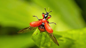 Attēlu rezultāti vaicājumam “Attelabidae”