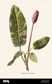 Attēlu rezultāti vaicājumam “Polygonum amphibium”