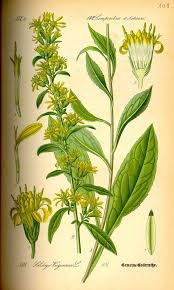 Attēlu rezultāti vaicājumam “Solidago virgaurea”