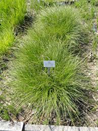 Attēlu rezultāti vaicājumam “Carex appropinquata”