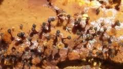 Attēlu rezultāti vaicājumam “Lamproderma gulielmae stalked”