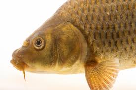 Image result for Cyprinus carpio