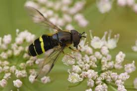 Attēlu rezultāti vaicājumam “Dasysyrphus tricinctus”