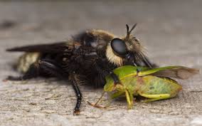 Attēlu rezultāti vaicājumam “Laphria gibbosa”