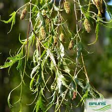 Attēlu rezultāti vaicājumam “Betula pendula flower”