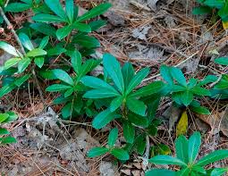 Attēlu rezultāti vaicājumam “Chimaphila umbellata”