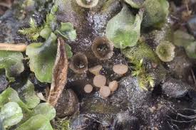 Attēlu rezultāti vaicājumam “Mniaecia jungermanniae”