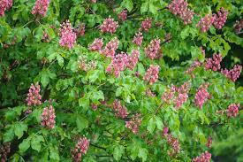 Attēlu rezultāti vaicājumam “Aesculus x neglecta flower”