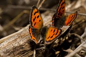 Attēlu rezultāti vaicājumam “Lycaena phlaeas male”
