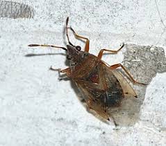 Attēlu rezultāti vaicājumam “Kleidocerys resedae imago”