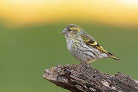 Attēlu rezultāti vaicājumam “Carduelis spinus”