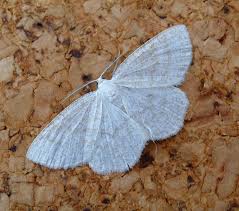 Attēlu rezultāti vaicājumam “Cabera exanthemata”