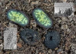 Attēlu rezultāti vaicājumam “Pachyphloeus melanoxanthus”