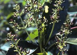 Attēlu rezultāti vaicājumam “Euura acutifoliae”