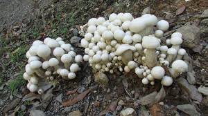 Image result for macrocybe titans