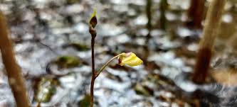 Attēlu rezultāti vaicājumam “Utricularia minor bud”