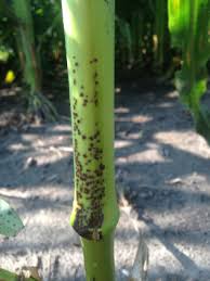 Attēlu rezultāti vaicājumam “Diderma radiatum stalked”