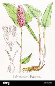 Attēlu rezultāti vaicājumam “Bistorta major fruit”