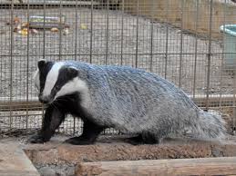 Attēlu rezultāti vaicājumam “Meles meles”