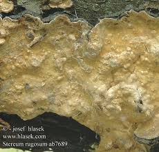 Attēlu rezultāti vaicājumam “Stereum rugosum”