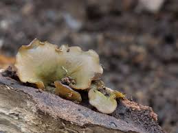 Attēlu rezultāti vaicājumam “Chlorencoelia versiformis”